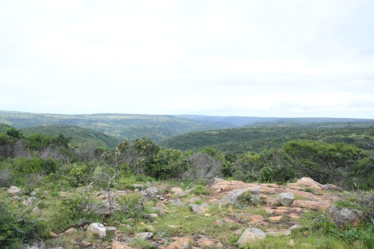 A Nature Reserve in the Making