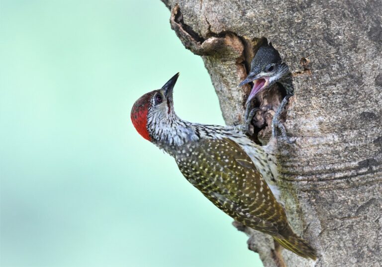 Habitat for the Birds!