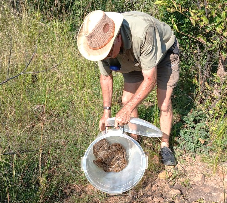 Giving Wildlife a Second Chance: Relocating Problem Animals to Safety